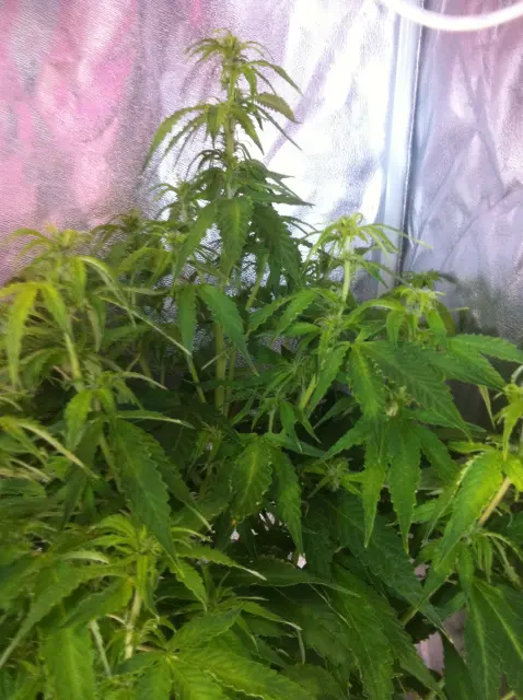 Grow-Report Gelato Cookie D'oh-Hope Auto, Woche 7, Foto 2