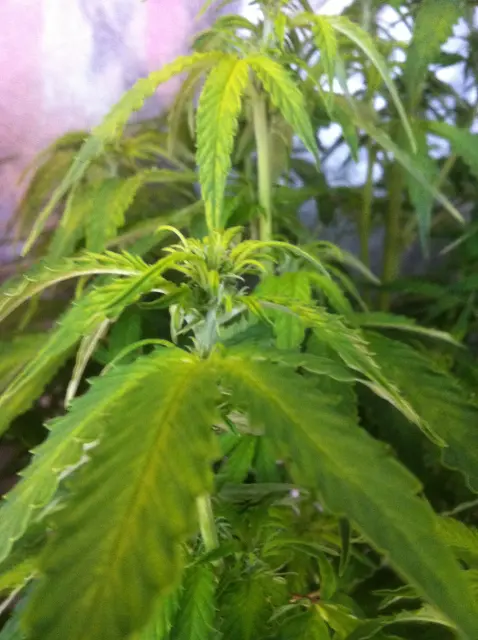 Grow-Report Gelato Cookie D'oh-Hope Auto, Woche 7, Foto 3