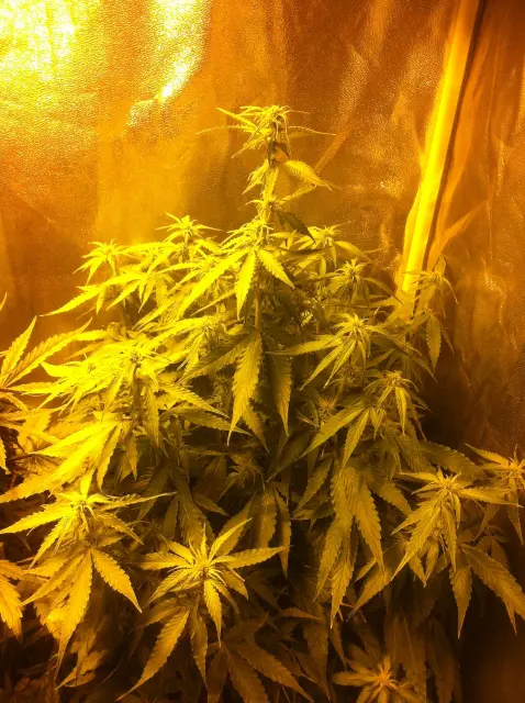 Grow-Report Gelato Cookie D'oh-Hope Auto, Woche 7, Foto 4