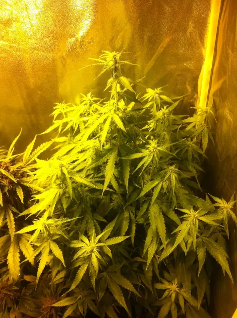 Grow-Report Gelato Cookie D'oh-Hope Auto, Woche 7, Foto 5