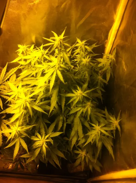 Grow-Report Gelato Cookie D'oh-Hope Auto, Woche 7, Foto 6