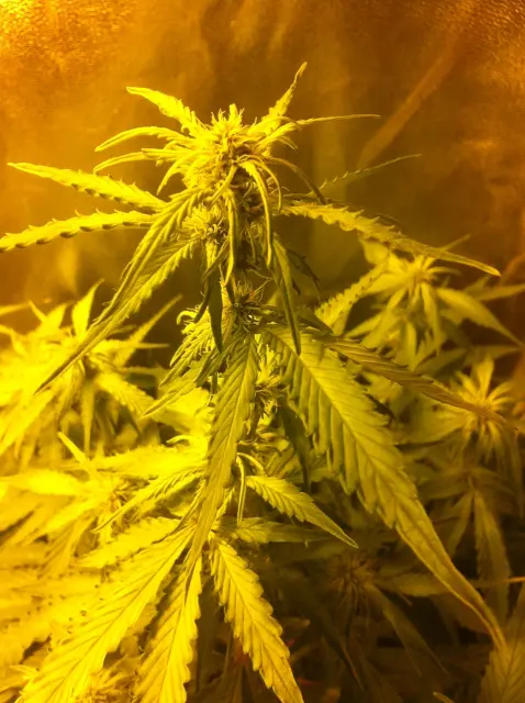 Grow-Report Gelato Cookie D'oh-Hope Auto, Woche 7, Foto 7