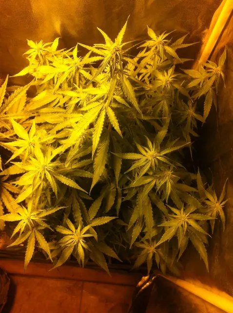 Grow-Report Gelato Cookie D'oh-Hope Auto, Woche 7, Foto 8