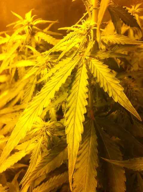 Grow-Report Gelato Cookie D'oh-Hope Auto, Woche 7, Foto 9