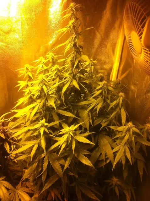 Grow-Report Gelato Cookie D'oh-Hope Auto, Woche 8, Foto 1