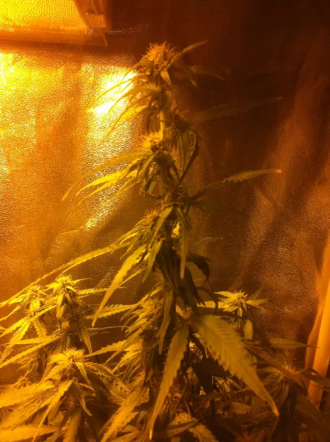 Grow-Report Gelato Cookie D'oh-Hope Auto, Woche 8, Foto 2