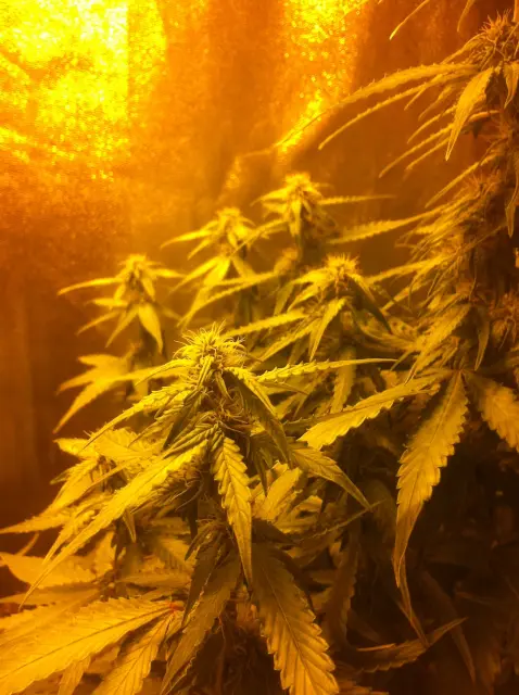 Grow-Report Gelato Cookie D'oh-Hope Auto, Woche 8, Foto 3