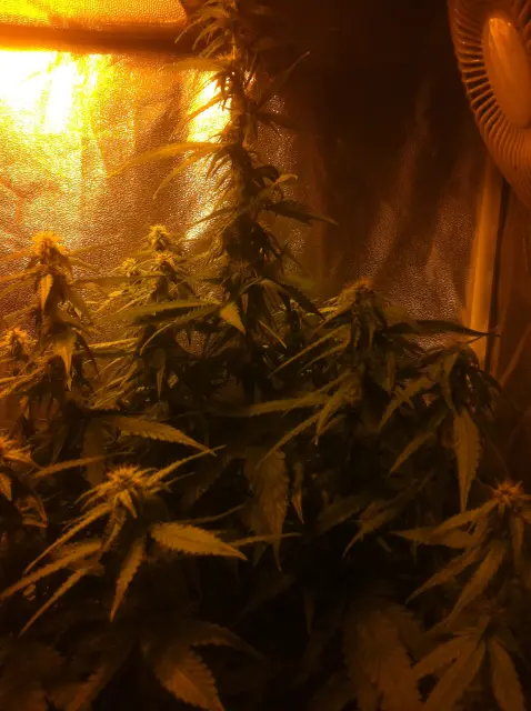 Grow-Report Gelato Cookie D'oh-Hope Auto, Woche 8, Foto 4