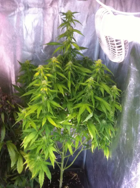 Grow-Report Gelato Cookie D'oh-Hope Auto, Woche 9, Foto 1