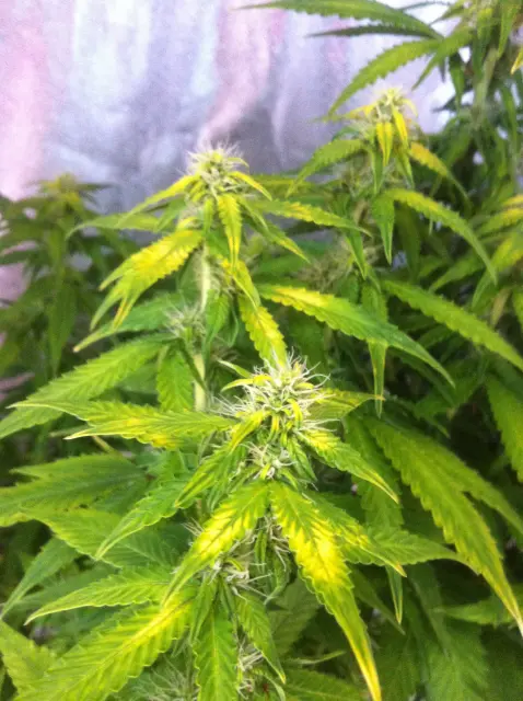 Grow-Report Gelato Cookie D'oh-Hope Auto, Woche 9, Foto 2