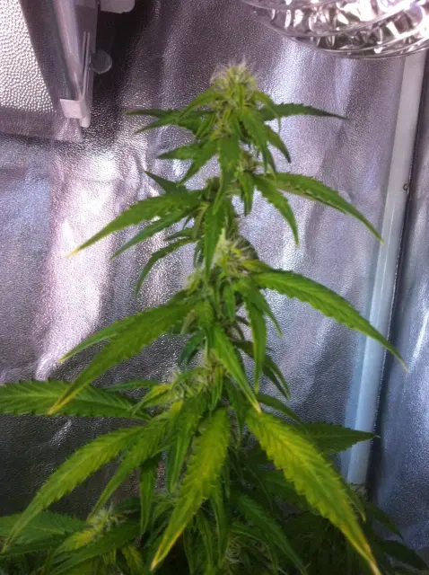 Grow-Report Gelato Cookie D'oh-Hope Auto, Woche 9, Foto 3