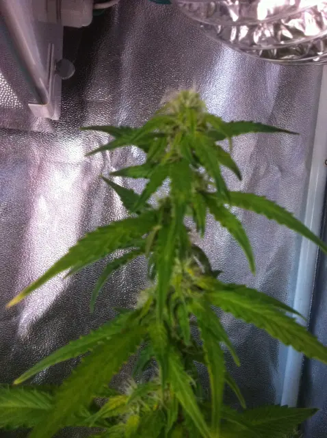 Grow-Report Gelato Cookie D'oh-Hope Auto, Woche 9, Foto 4