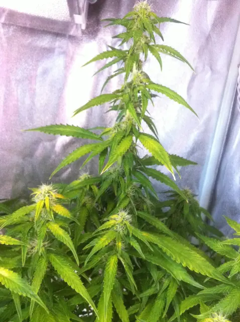 Grow-Report Gelato Cookie D'oh-Hope Auto, Woche 9, Foto 5
