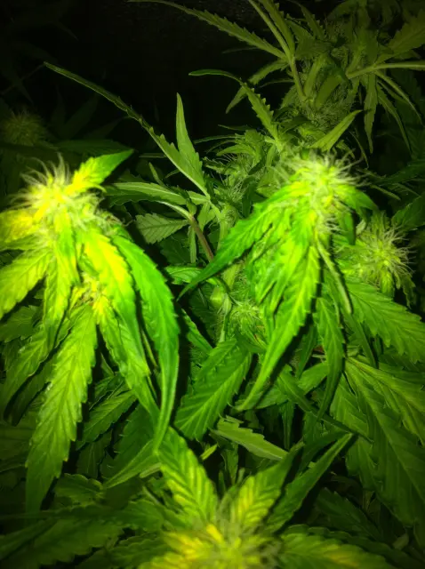 Grow-Report Gelato Cookie D'oh-Hope Auto, Woche 9, Foto 6
