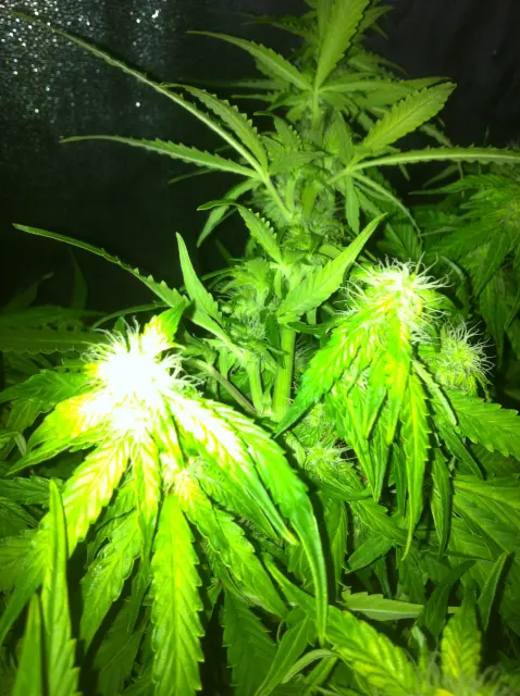 Grow-Report Gelato Cookie D'oh-Hope Auto, Woche 9, Foto 7