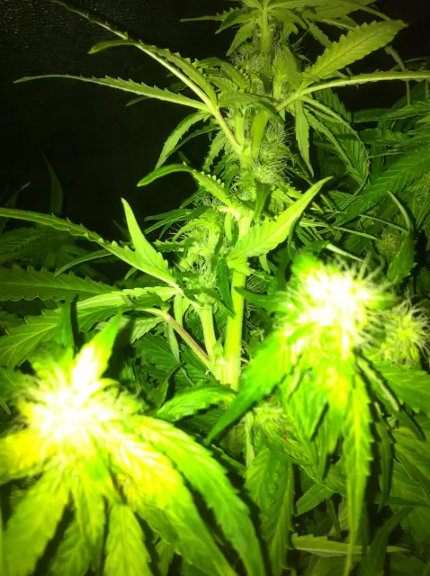 Grow-Report Gelato Cookie D'oh-Hope Auto, Woche 9, Foto 8