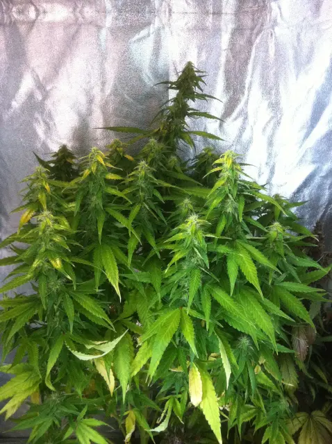 Grow-Report Gelato Cookie D'oh-Hope Auto, Woche 10, Foto 1