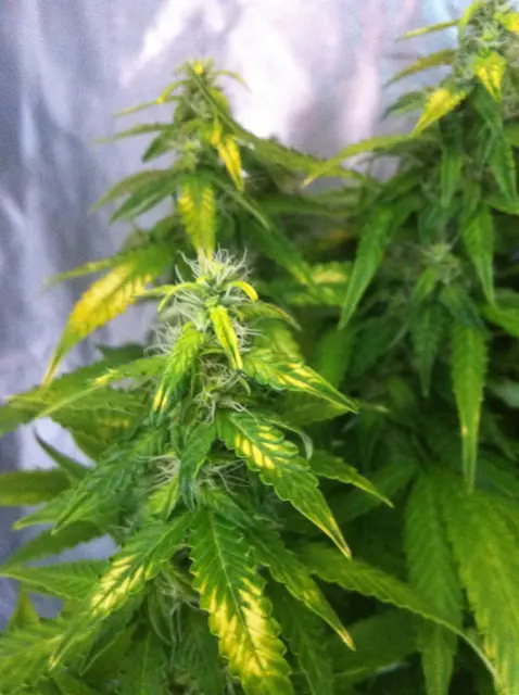 Grow-Report Gelato Cookie D'oh-Hope Auto, Woche 10, Foto 2