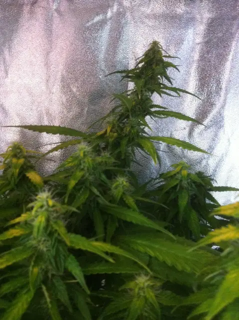 Grow-Report Gelato Cookie D'oh-Hope Auto, Woche 10, Foto 3