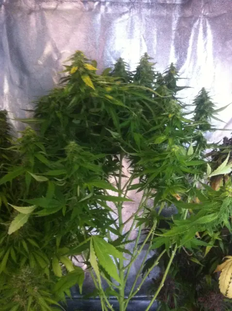 Grow-Report Gelato Cookie D'oh-Hope Auto, Woche 10, Foto 4