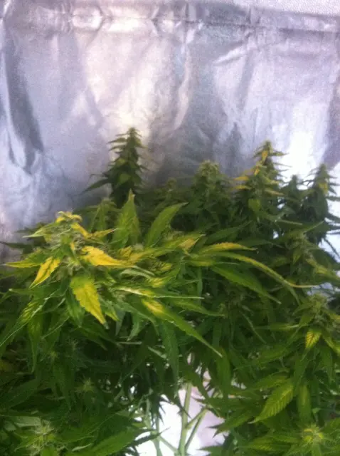 Grow-Report Gelato Cookie D'oh-Hope Auto, Woche 10, Foto 5