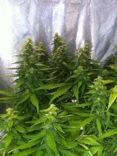 Grow-Report Gelato Cookie D'oh-Hope Auto, Woche 11, Foto 2