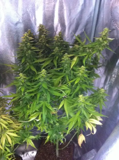 Grow-Report Gelato Cookie D'oh-Hope Auto, Woche 12, Foto 1