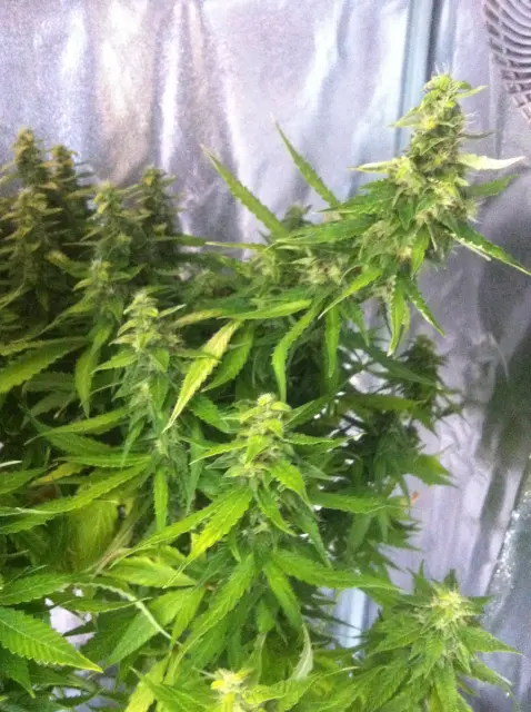 Grow-Report Gelato Cookie D'oh-Hope Auto, Woche 12, Foto 3