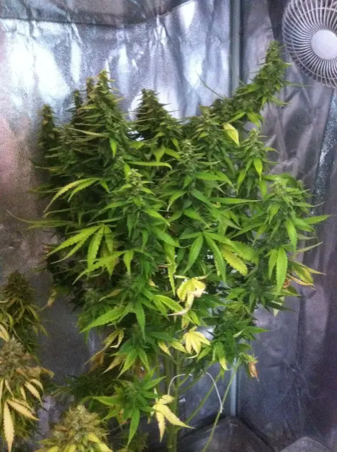 Grow-Report Gelato Cookie D'oh-Hope Auto, Woche 12, Foto 4