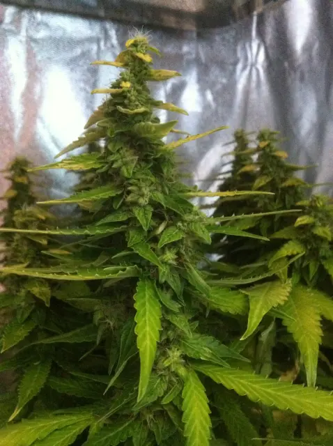 Grow-Report Gelato Cookie D'oh-Hope Auto, Woche 12, Foto 5