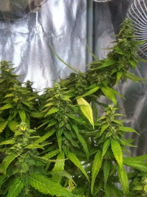 Grow-Report Gelato Cookie D'oh-Hope Auto, Woche 12, Foto 6