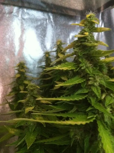 Grow-Report Gelato Cookie D'oh-Hope Auto, Woche 12, Foto 7
