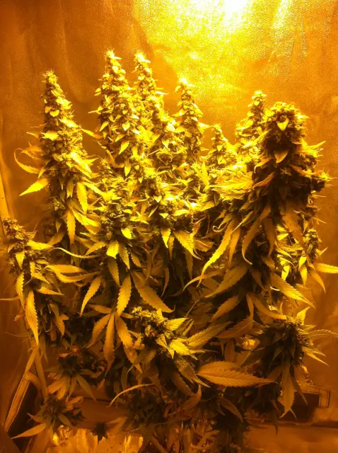 Grow-Report Gelato Cookie D'oh-Hope Auto, Woche 13, Foto 1