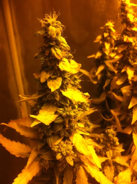 Grow-Report Gelato Cookie D'oh-Hope Auto, Woche 13, Foto 2