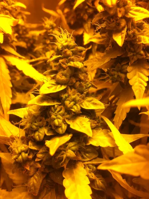 Grow-Report Gelato Cookie D'oh-Hope Auto, Woche 13, Foto 3