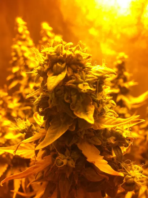 Grow-Report: Gelato Cookie D'oh-Hope Auto