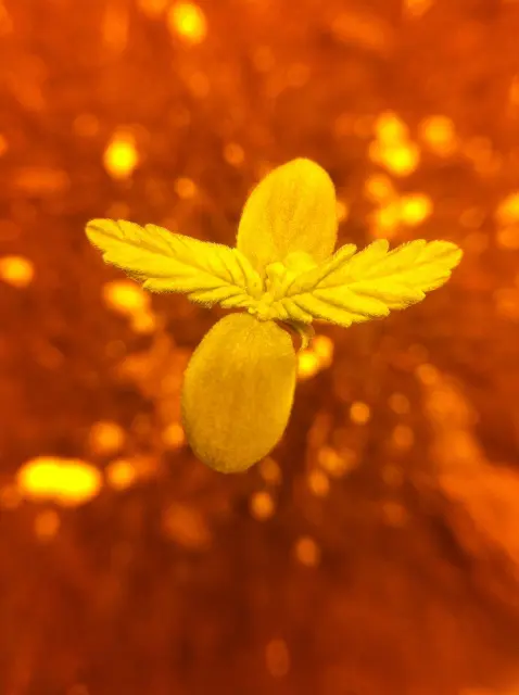 Grow-Report Dark Devil Auto, Woche 1, Foto 1