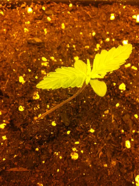 Grow-Report Dark Devil Auto, Woche 1, Foto 2
