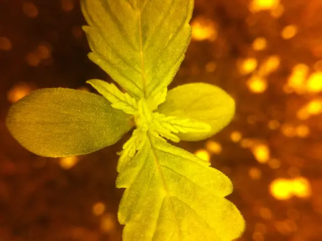 Grow-Report Dark Devil Auto, Woche 1, Foto 3