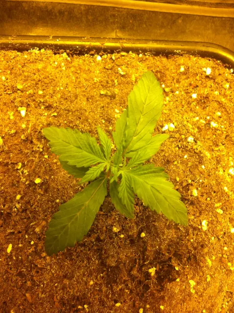 Grow-Report Dark Devil Auto, Woche 1, Foto 4