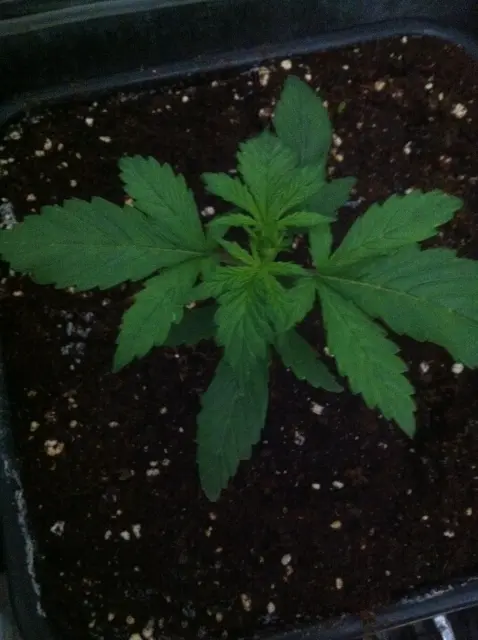 Grow-Report Dark Devil Auto, Woche 2, Foto 1