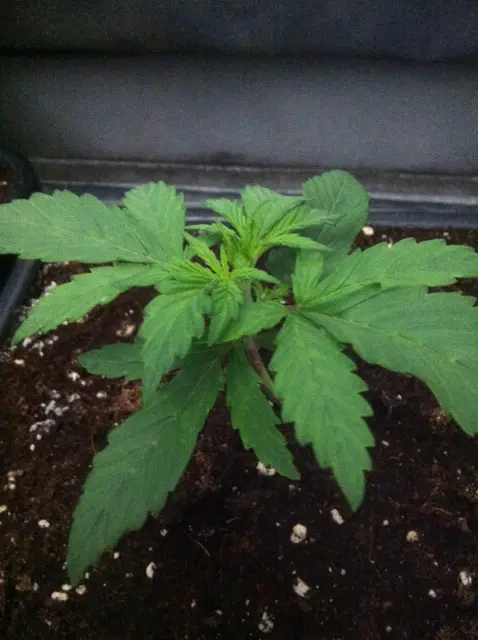 Grow-Report Dark Devil Auto, Woche 2, Foto 2