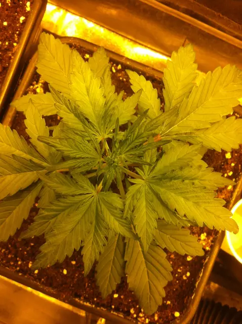 Grow-Report Dark Devil Auto, Woche 2, Foto 3