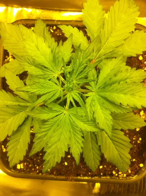 Grow-Report Dark Devil Auto, Woche 2, Foto 4