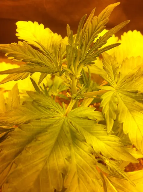 Grow-Report Dark Devil Auto, Woche 3, Foto 1