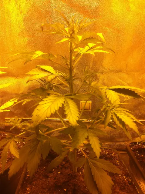 Grow-Report Dark Devil Auto, Woche 3, Foto 2