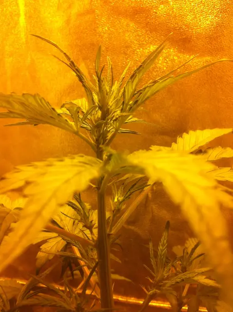 Grow-Report Dark Devil Auto, Woche 3, Foto 3