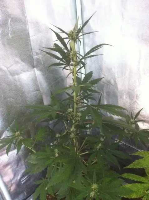 Grow-Report Dark Devil Auto, Woche 4, Foto 1