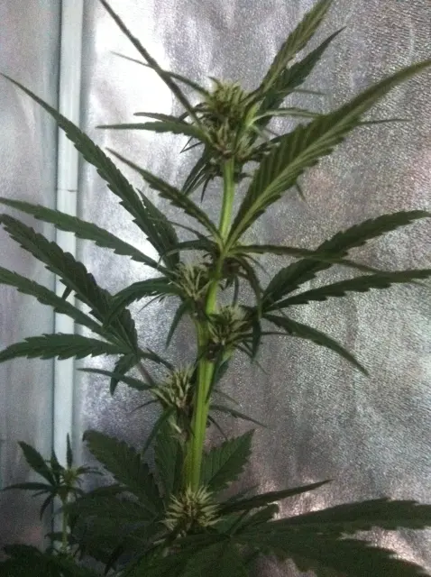 Grow-Report Dark Devil Auto, Woche 4, Foto 2