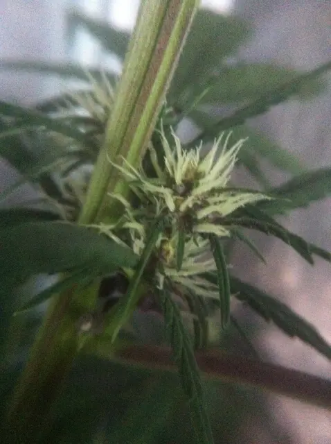 Grow-Report Dark Devil Auto, Woche 4, Foto 3